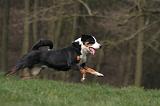 BOUVIER D'APPENZELL 070